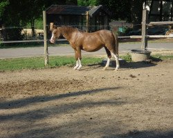 Zuchtstute Wendelien (Welsh Pony (Sek.B), 1993, von Silvester)