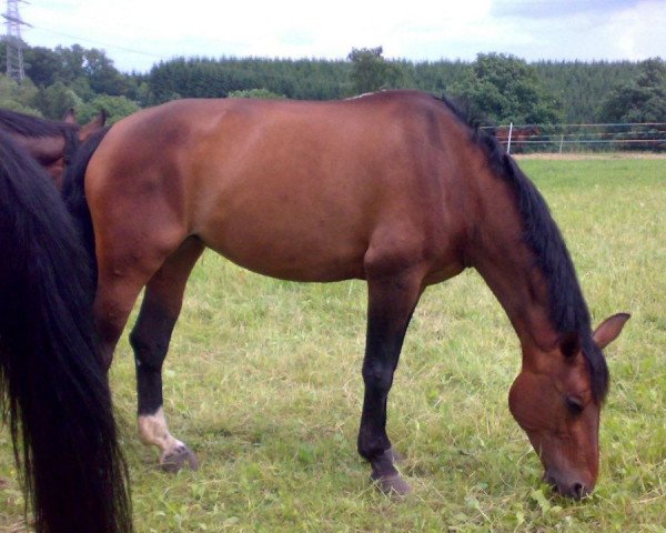 broodmare Marilyn G (Westphalian, 1992, from Maraschino)