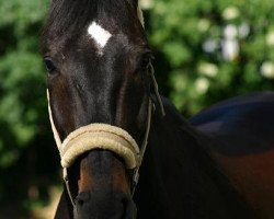 Pferd Victory (Westfale, 1991, von Vif-Argent xx)