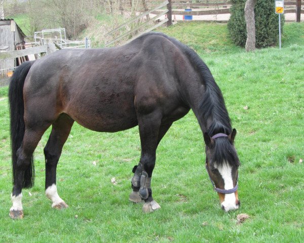 horse Joker 483 (Hungarian Warmblood, 1994, from Jeronimo)