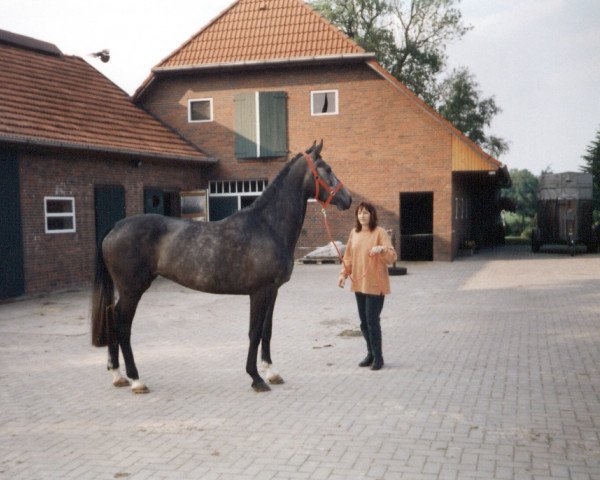 Zuchtstute Indiana (Oldenburger, 1993, von Champ of Class)