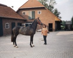 Zuchtstute Indiana (Oldenburger, 1993, von Champ of Class)