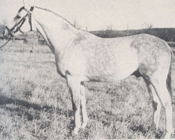 stallion Astor (Trakehner, 1964, from Pregel)