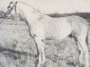 stallion Astor (Trakehner, 1964, from Pregel)