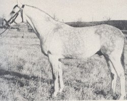 stallion Astor (Trakehner, 1964, from Pregel)