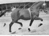horse Lohgerber (Holsteiner, 1942, from Lohengrin)