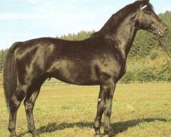 stallion Jaguar (Württemberger, 1977, from Jugol)