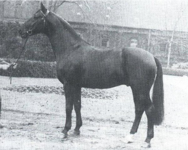 dressage horse Dacapo (Westphalian, 1970, from Ducker)