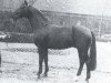 horse Dacapo (Westphalian, 1970, from Ducker)
