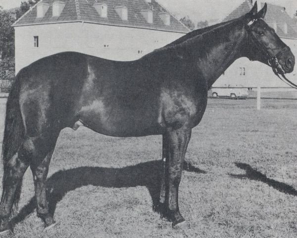 stallion Mars (Hanoverian, 1965, from Marconi)