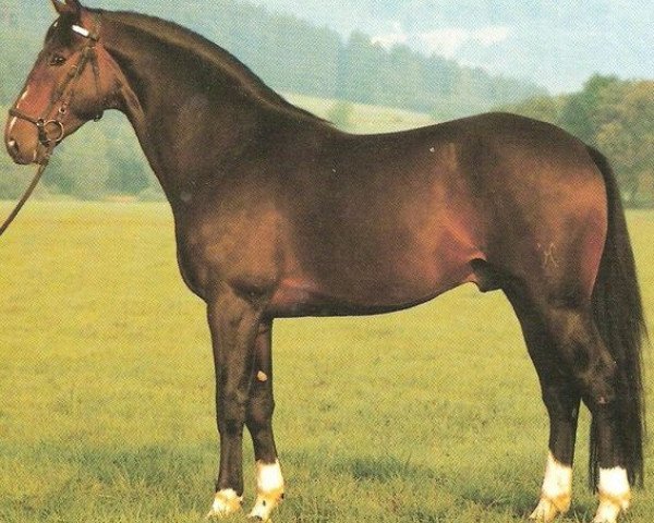 stallion Pikfein (Hanoverian, 1978, from Pik Bube I)