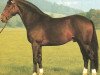 stallion Pikfein (Hanoverian, 1978, from Pik Bube I)