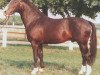 stallion Gabriel (Hanoverian, 1968, from Grande)