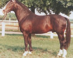 stallion Gabriel (Hanoverian, 1968, from Grande)