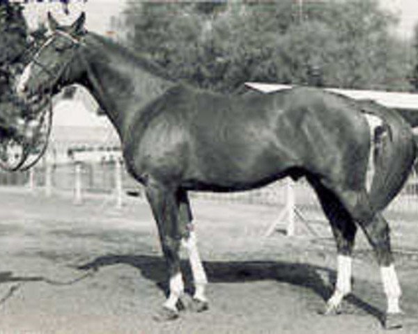 stallion Tigre Rouge (Selle Français, 1963, from Diable Rouge)