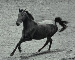 broodmare Antje (Hanoverian, 1951, from Fernando)