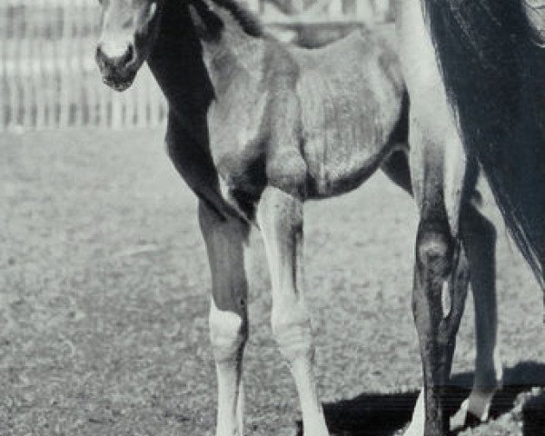 stallion Ajax (Württemberger, 1959, from Julmond)