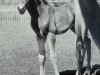 stallion Ajax (Württemberger, 1959, from Julmond)