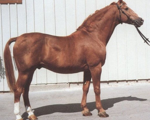 stallion Anselm (Württemberger, 1967, from Ajax)