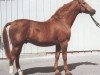 stallion Anselm (Württemberger, 1967, from Ajax)