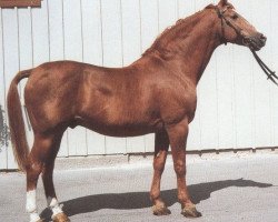 stallion Anselm (Württemberger, 1967, from Ajax)