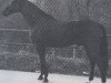 stallion Quick Star xx (Thoroughbred, 1966, from Vierzehnender xx)
