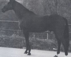 stallion Quick Star xx (Thoroughbred, 1966, from Vierzehnender xx)