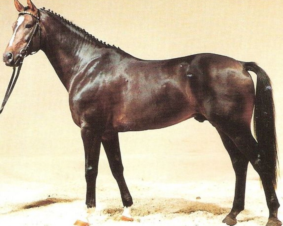 stallion Quick Step II (Württemberger, 1987, from Quick Star xx)