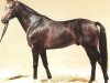stallion Quick Step II (Württemberger, 1987, from Quick Star xx)
