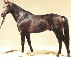 stallion Quick Step II (Württemberger, 1987, from Quick Star xx)