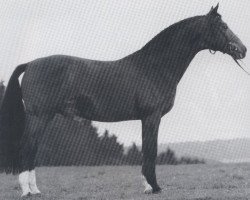 Deckhengst Flamenco (Westfale, 1974, von Frühlingstraum II)