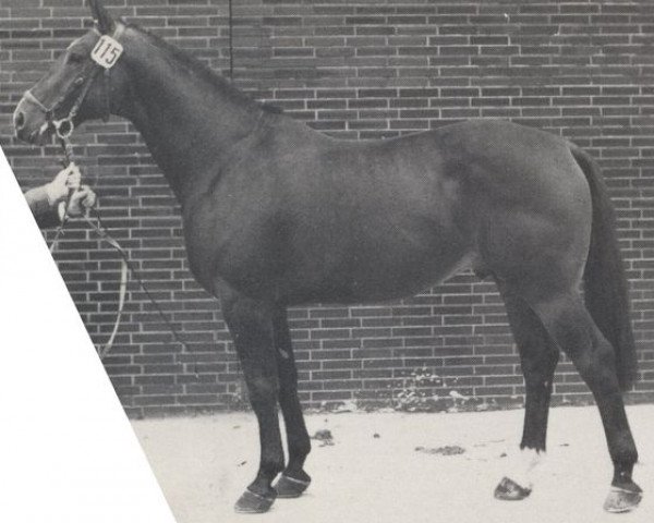 stallion Dergel (Westphalian, 1968, from Dorn)