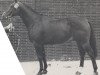 stallion Dergel (Westphalian, 1968, from Dorn)