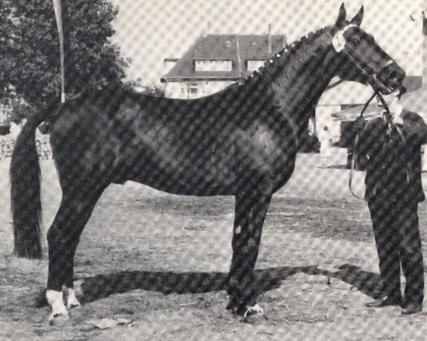 stallion Filter (Westphalian, 1955, from Firn)