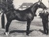 stallion Filter (Westphalian, 1955, from Firn)