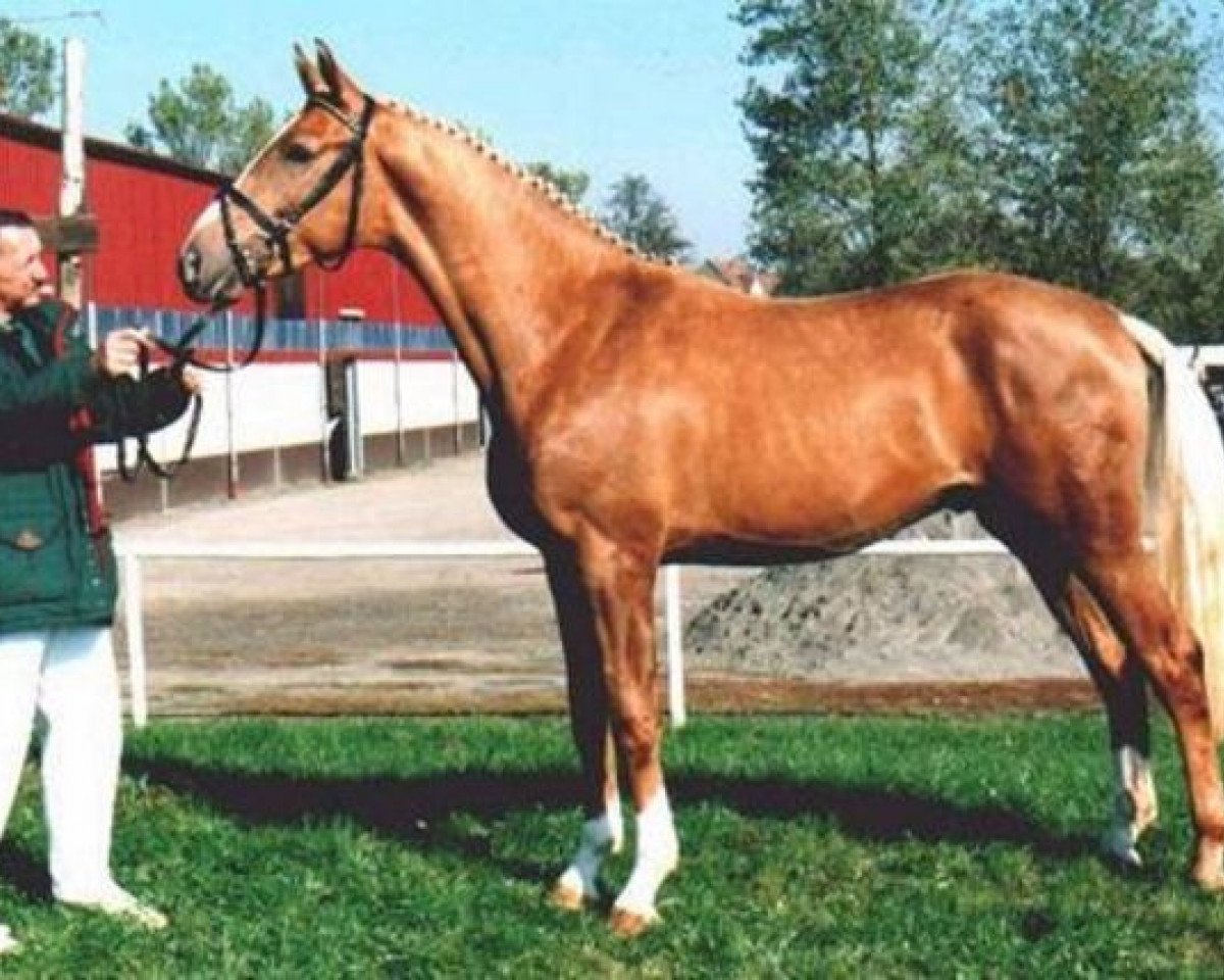 stallion Mega-Star (Zweibrücken, 1992, from Morgengold I)