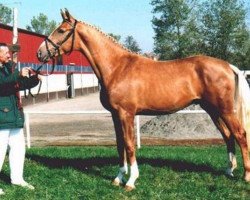 stallion Mega-Star (Zweibrücken, 1992, from Morgengold I)