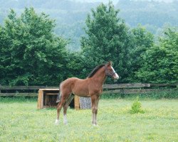 Springpferd Lumox (Westfale, 2012, von Light On OLD)