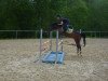 jumper Niveau's Highlight (German Riding Pony, 2007, from Niveau)