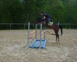 jumper Niveau's Highlight (German Riding Pony, 2007, from Niveau)