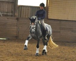 stallion Pattys Sommartiden (Connemara Pony, 2006, from Pattys Bastian)