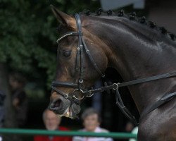 dressage horse Remember B (Westphalian, 1999, from Rubinstein I)