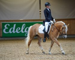 horse Zwendy (Haflinger, 2016, from Waran)