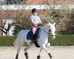 dressage horse Safira (German Riding Pony, 2013, from Shaddow of Severloh)