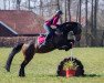 jumper Mia Emilia (Oldenburg show jumper, 2009, from Montender)