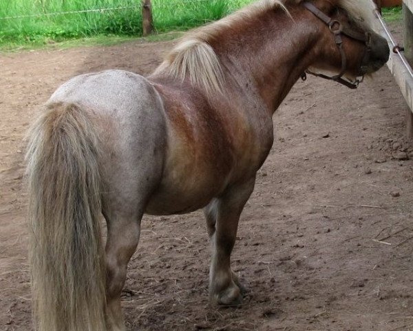 stallion Stewart of Merilin (Shetland pony (under 87 cm), 1996, from Shoemaker Gucci)