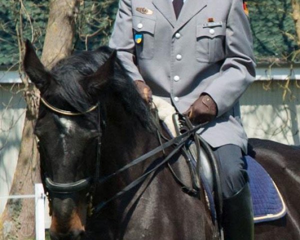 horse Jaunti (KWPN (Royal Dutch Sporthorse), 1991, from Elmshorn)