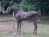 stallion Majan's Sunny Boy (Nederlands Welsh Ridepony, 1989, from Bokkesprong Czardas)