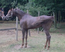 stallion Majan's Sunny Boy (Nederlands Welsh Ridepony, 1989, from Bokkesprong Czardas)