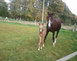 broodmare Bonita S (German Riding Pony, 1996, from Burstye Orpheus)